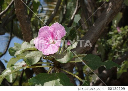 Uncarina Uncarina 60120209
