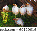 Chicken on the farm 60120616