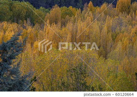 Forest with different trees and collage of autumn Forest with different trees and collage of autumn 60120664
