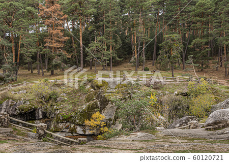 forest, wood, pine 60120721