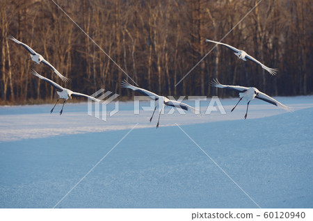 Japanese crane (Hokkaido) flying to the feeding area 60120940