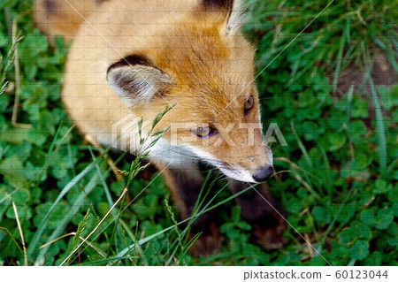 Kita fox Kita fox 60123044