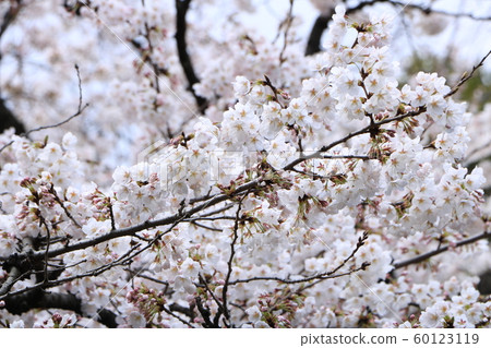 Cherry Blossoms Cherry Blossoms 60123119