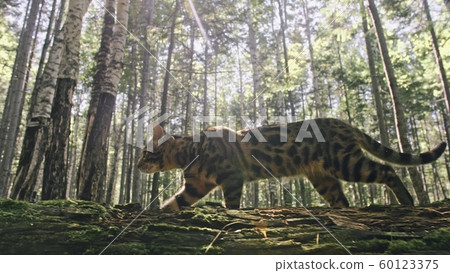 One cat in a city park. Bengal wildcat walk on the forest in collar. Asian Jungle Cat or Swamp or Reed. Domesticated leopard cat. 60123375