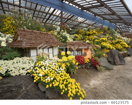 Kiku Festival Bonsai Kiku Festival Bonsai 60123575