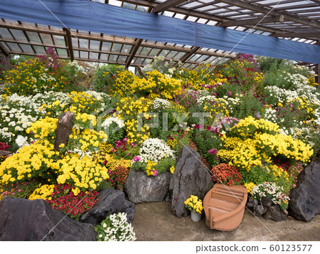 Kiku Festival Bonsai 60123577