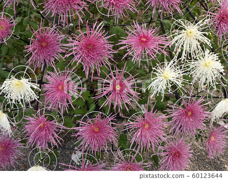 Chrysanthemum flower Chiwazaki 60123644