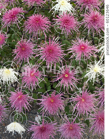 Chrysanthemum flower Chiwazaki 60123646