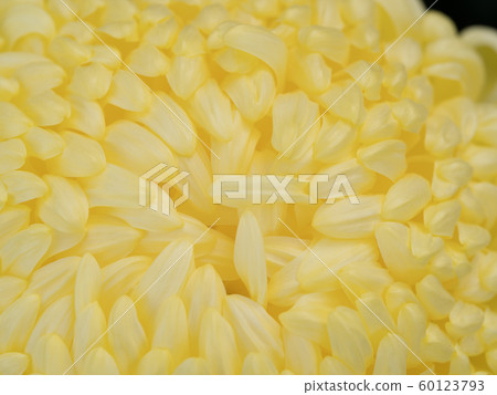 Chrysanthemum   60123793