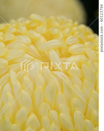 Chrysanthemum   60123794