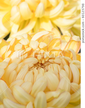 Chrysanthemum   60123798