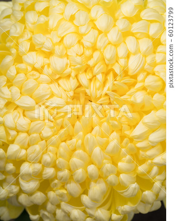 Chrysanthemum   60123799