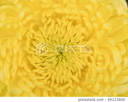Chrysanthemum   60123800