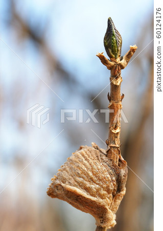 Mantis eggs and hydrangea leaves and winter buds Mantis eggs and hydrangea leaves and winter buds 60124176