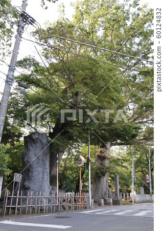 茨城縣古河市麻雀神社隊長 茨城縣古河市麻雀神社隊長 60124832