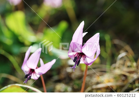 A close-up of a flower of Katakuri 60125212