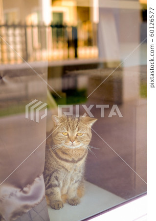 animal beautiful baby cat comfort pet relax 60126577