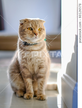 animal beautiful baby cat comfort pet relax 60126578
