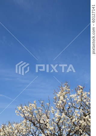 藍天白梅花2-簡單的早春風景 藍天白梅花2-簡單的早春風景 60127141