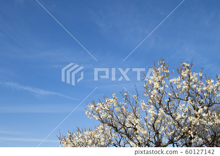 白梅花在蔚藍的天空-簡單的早春風景 白梅花在蔚藍的天空-簡單的早春風景 60127142