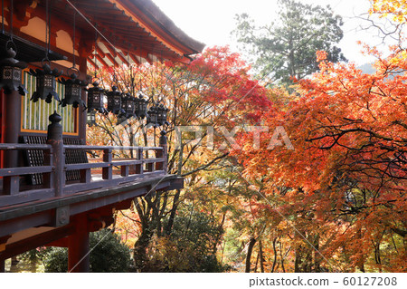 秋天的樹葉 秋天的樹葉 60127208