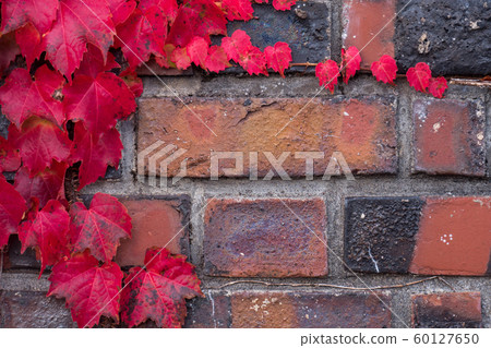 Red ivy creeper on a brick wall with copy space, autumn seasonal background Red ivy creeper on a brick wall with copy space, autumn seasonal background 60127650