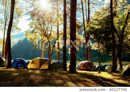 Tents of camping in forest. 60127708