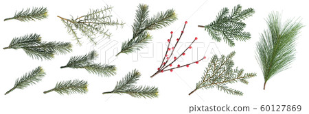 Christmas fir branches and berry set isolated on white background, element for decoration of christmas 60127869