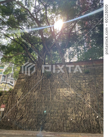 Hong Kong tree 60128000