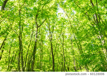 Fresh green and sunbeams 60128006