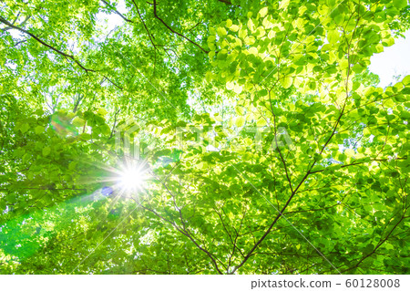 Fresh green and sunbeams 60128008