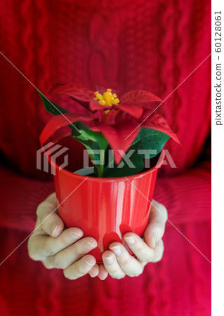 Woman hands hold christmas poinsettia flower in vase. Woman hands hold christmas poinsettia flower in vase. 60128061