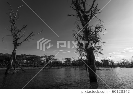 奈瓦沙湖樹 60128342