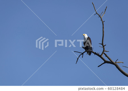 奈瓦夏湖上的 奈瓦夏湖上的 60128484