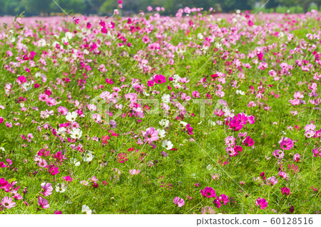 Pink cosmos flowers in field Pink cosmos flowers in field 60128516
