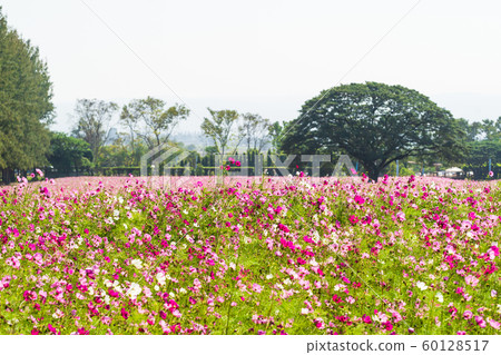 Pink cosmos flowers in field Pink cosmos flowers in field 60128517