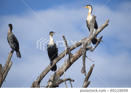Naivasha湖的鸕鶿 Naivasha湖的鸕鶿 60128699