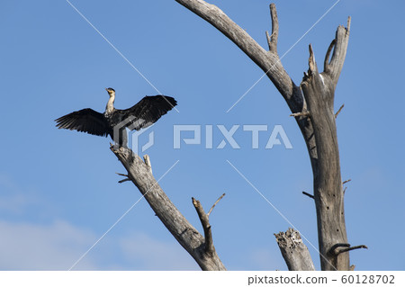 Naivasha湖的鸕鶿 Naivasha湖的鸕鶿 60128702