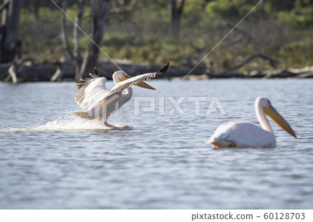 Pelicans on Lake Naivasha Pelicans on Lake Naivasha 60128703