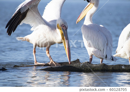 奈瓦沙湖上的鵜鶘 60128705