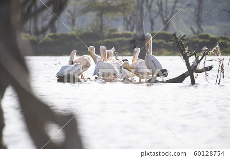 鵜鶘和cor（奈瓦沙湖） 60128754