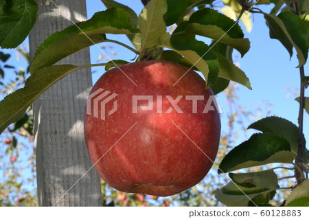 豐收附近的弘前郊區的ion園富士山 豐收附近的弘前郊區的ion園富士山 60128883