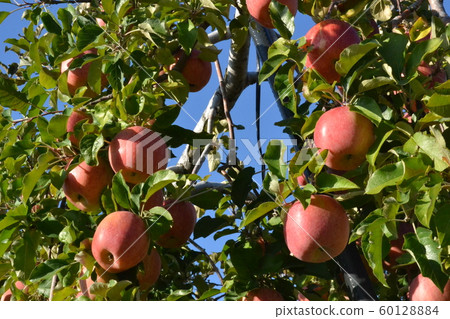 Fuji of Gion in the suburbs of Hirosaki near the harvest Fuji of Gion in the suburbs of Hirosaki near the harvest 60128884