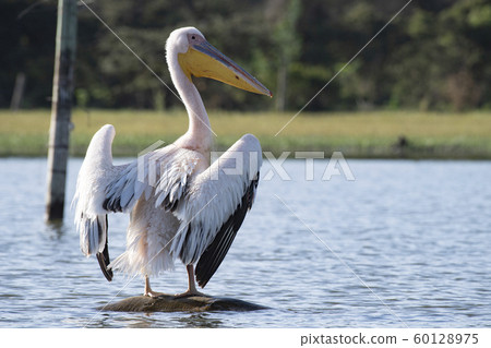 Pelican 60128975