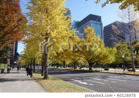 Gingko lined row of row of rows 60128978