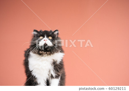 動物貓色背 60129211