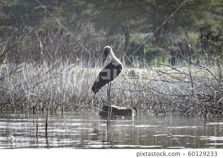 African bald eagle on Naivasha Lake African bald eagle on Naivasha Lake 60129233