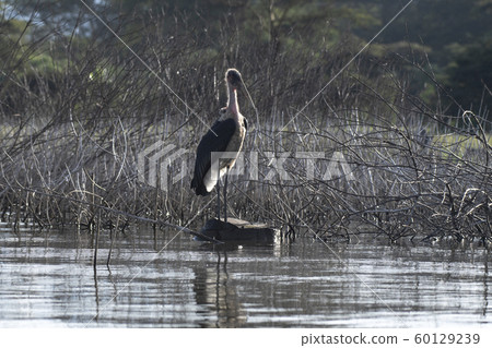 African bald eagle on Naivasha Lake African bald eagle on Naivasha Lake 60129239