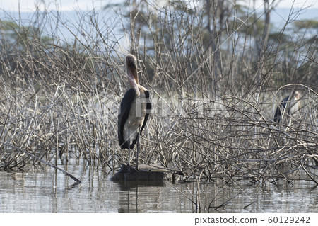 African bald eagle on Naivasha Lake 60129242