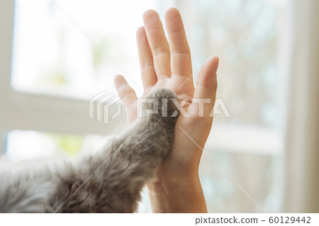 生活方式寵物 60129442